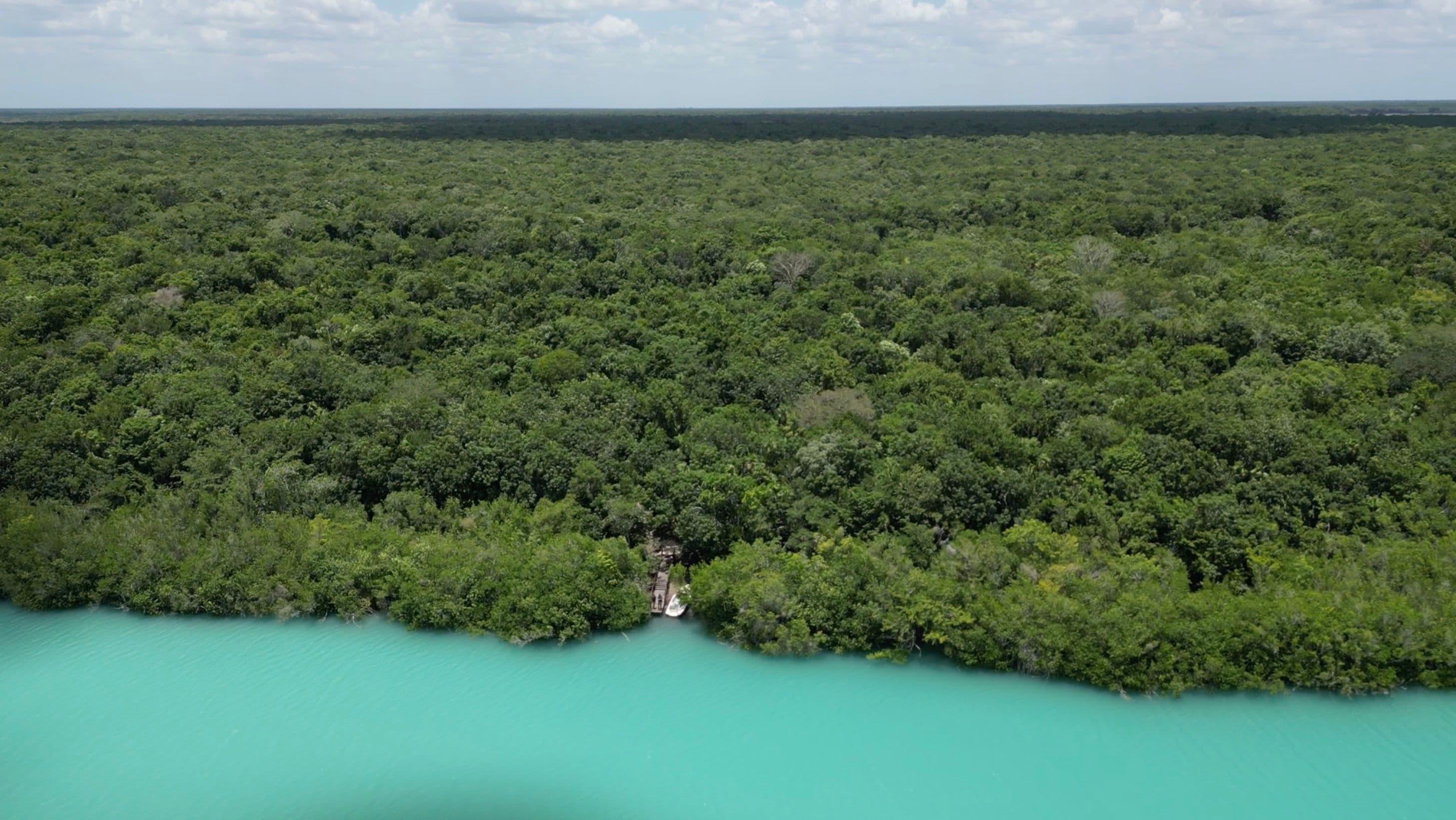Bacalar Jungle