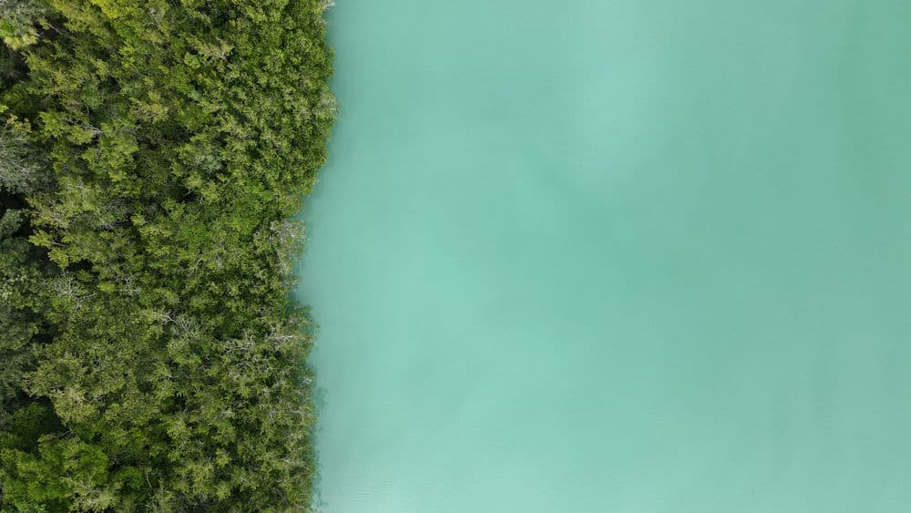 Top-down aerial view of jungle canopy meeting the turquoise shoreline of the Bacalar lagoon